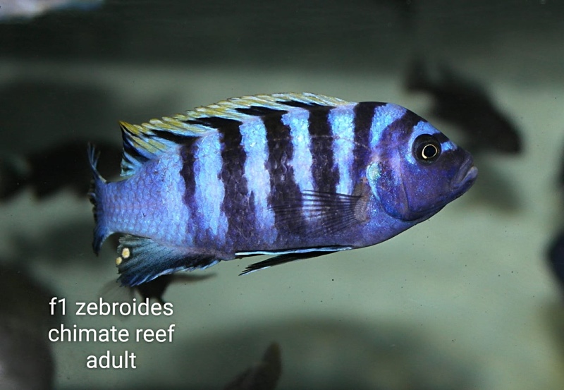 Cynotilapia zebroides 'Hai (Chimate) Reef'